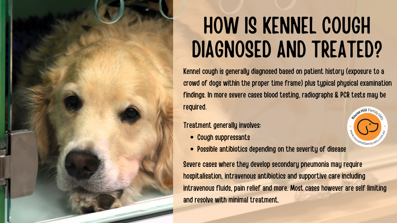 Easy Ways to Treat Kennel Cough: Effective Solutions for Pet Owners in 2025